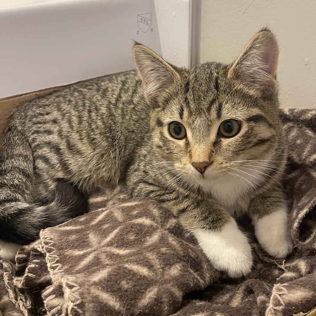 Nixie, Adoptable, Young Male Domestic Short Hair.