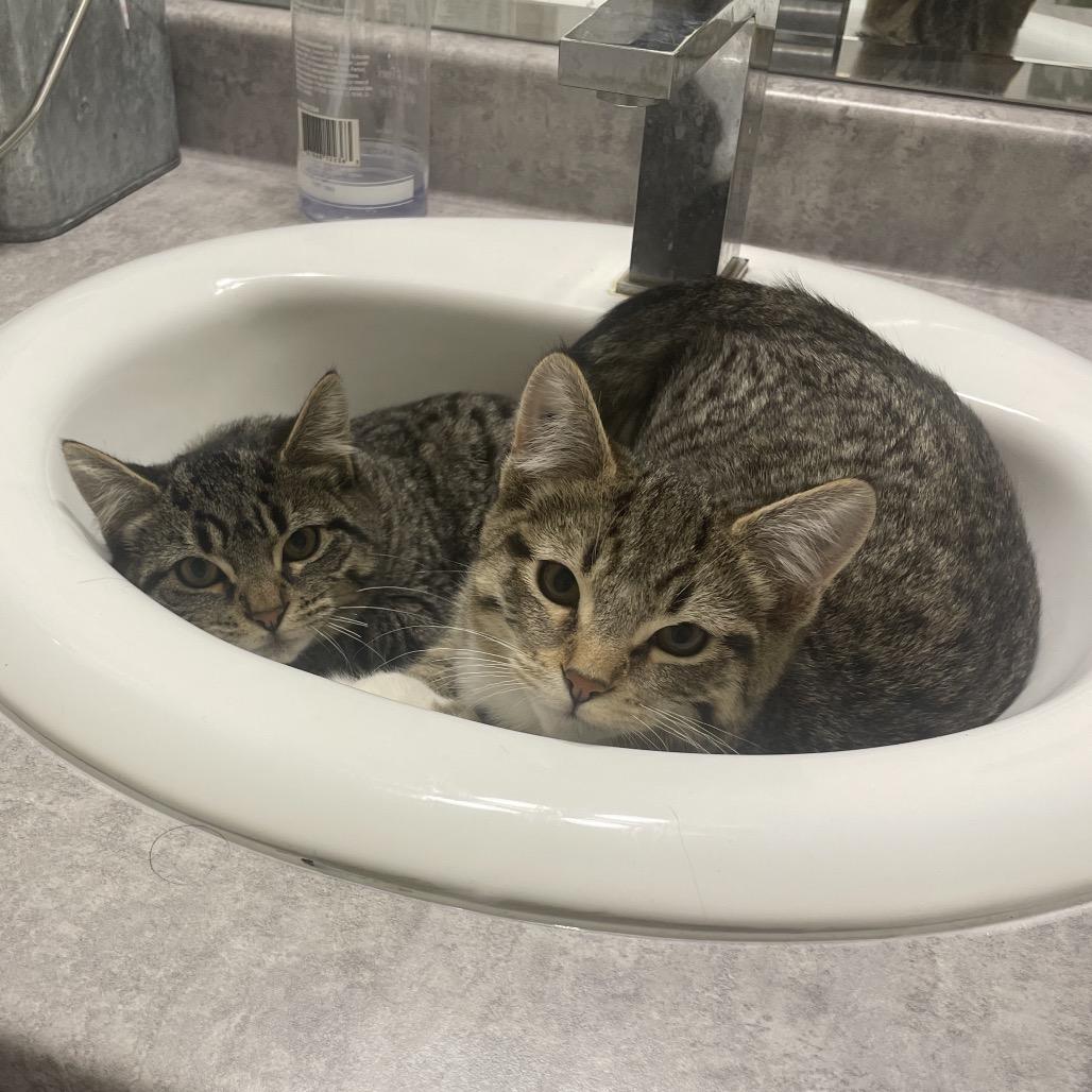 Enlarge Nixie, a Adoptable Domestic Short Hair in Abbotsford, BC image 3/4