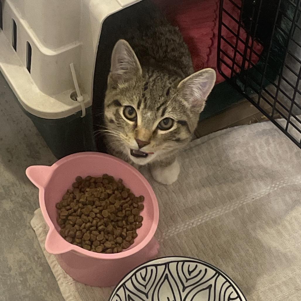 Nixie, a Adoptable Domestic Short Hair in Abbotsford, BC image 3/4