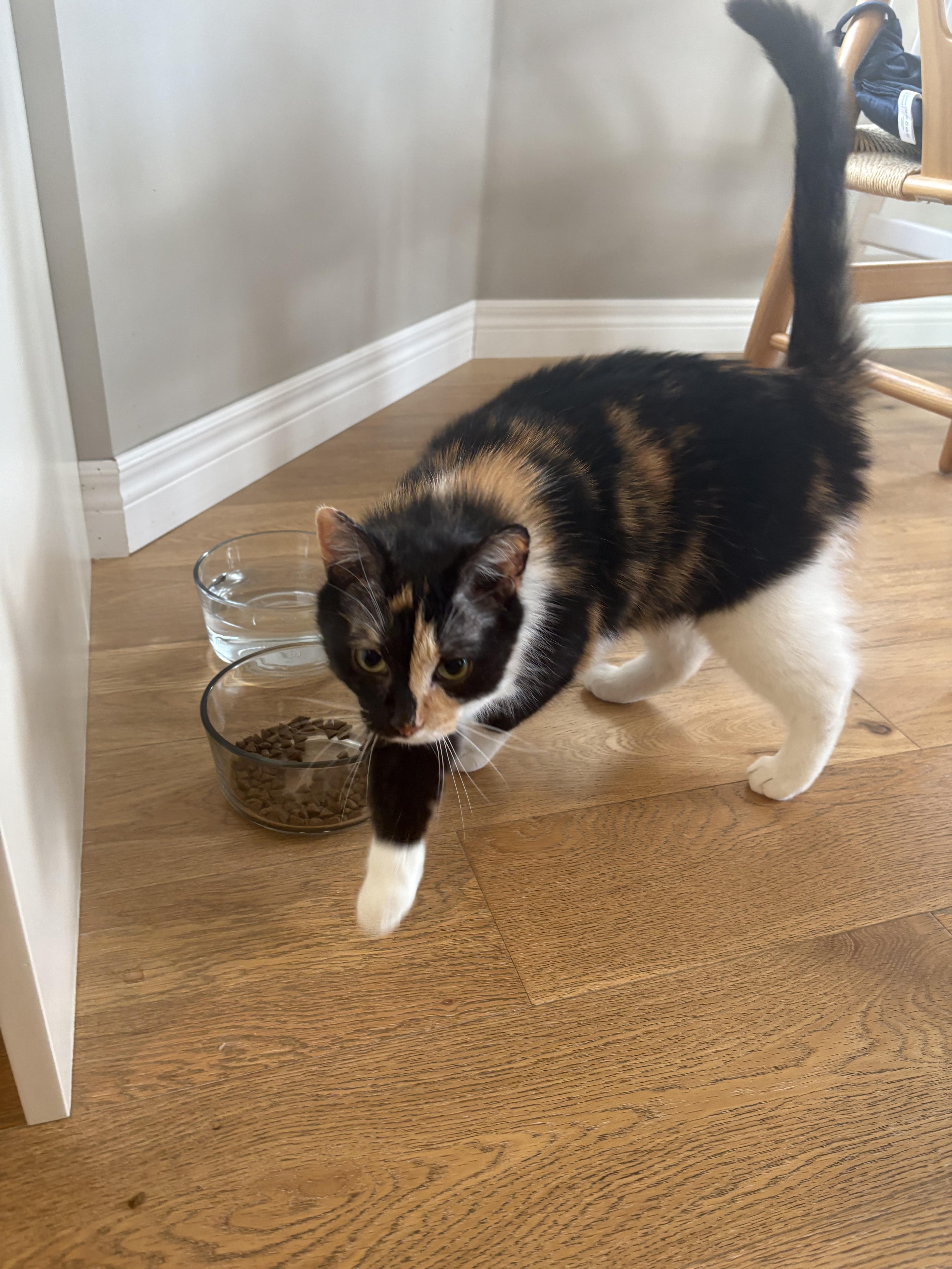 Enlarge Emerson, an adopted Domestic Short Hair in Lucknow, ON image 3/4