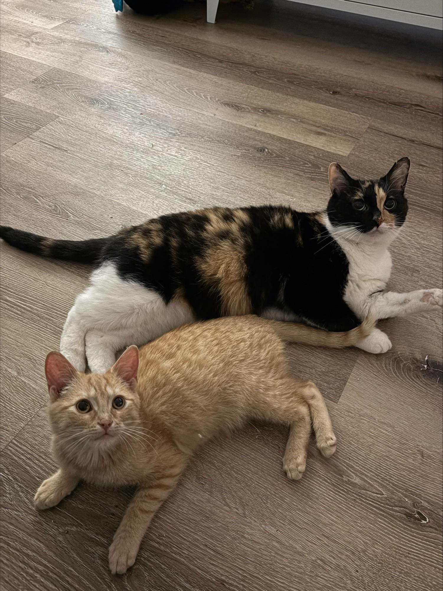 Enlarge Emerson, an adopted Domestic Short Hair in Lucknow, ON image 2/4