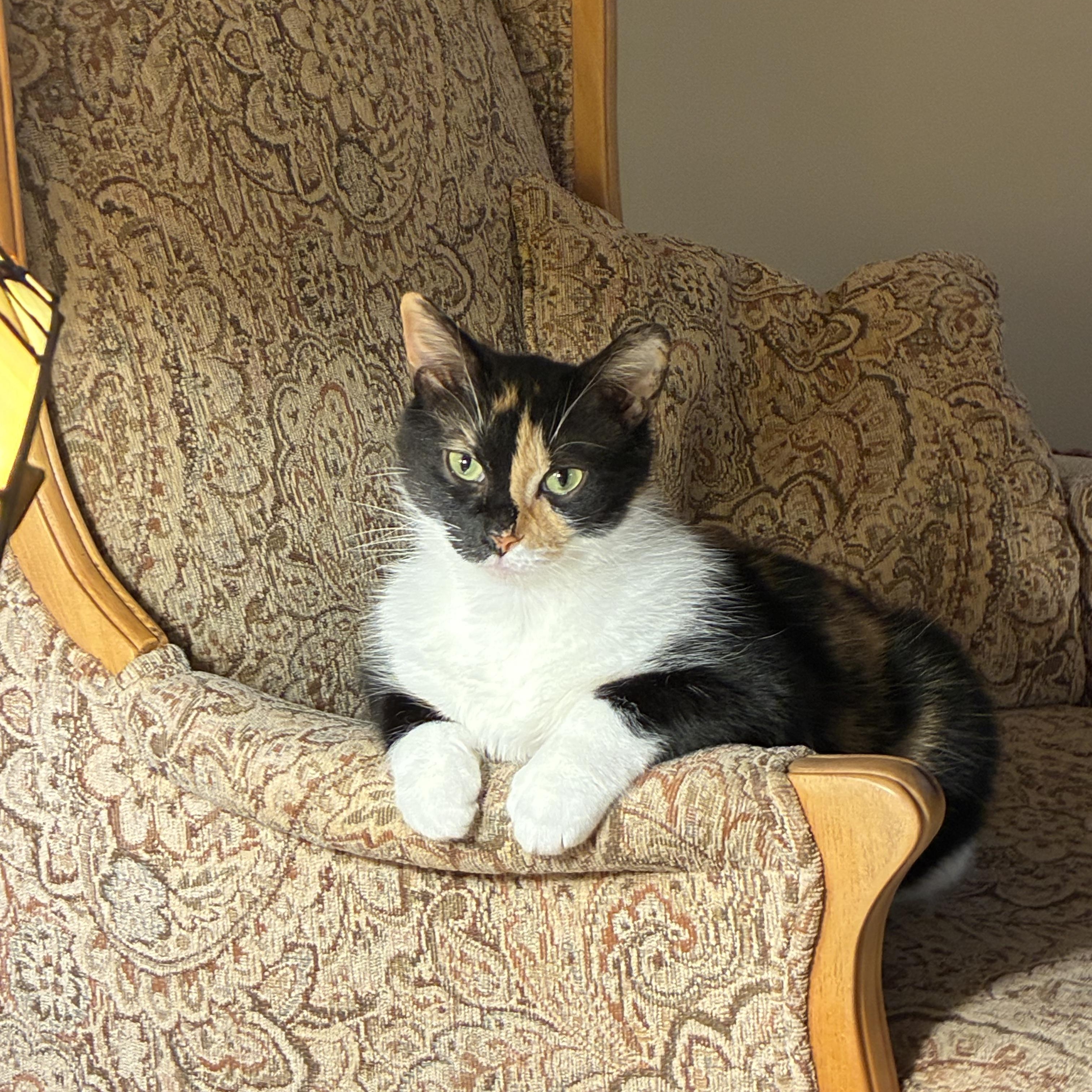 Emerson, adopted, Kitten Male Domestic Short Hair.