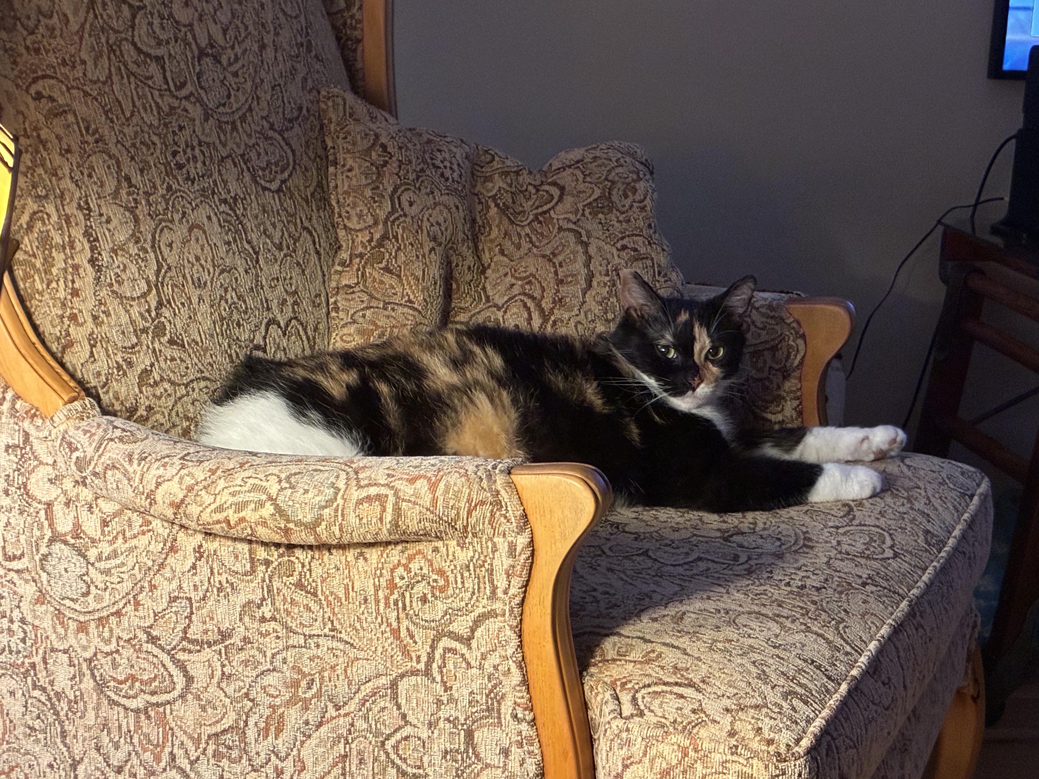 Enlarge Emerson, an adopted Domestic Short Hair in Lucknow, ON image 4/4