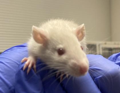 Enlarge Trampoline, a Adoptable Rat in Boulder, CO image 1/1