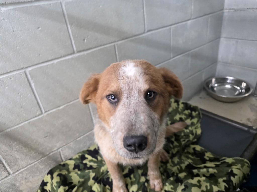 Skye, Adoptable, Young Female Cattle Dog & Australian Shepherd.