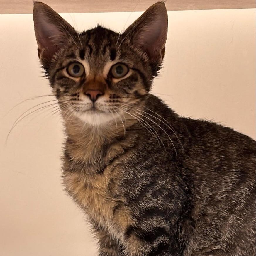 Bailey, Adoptable, Kitten Male Domestic Short Hair & Tiger.