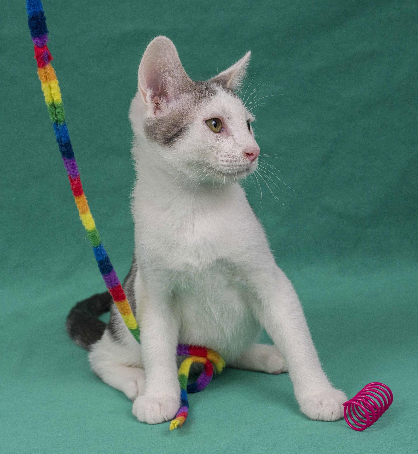Gubbio, Adoptable, Young Male Domestic Short Hair.