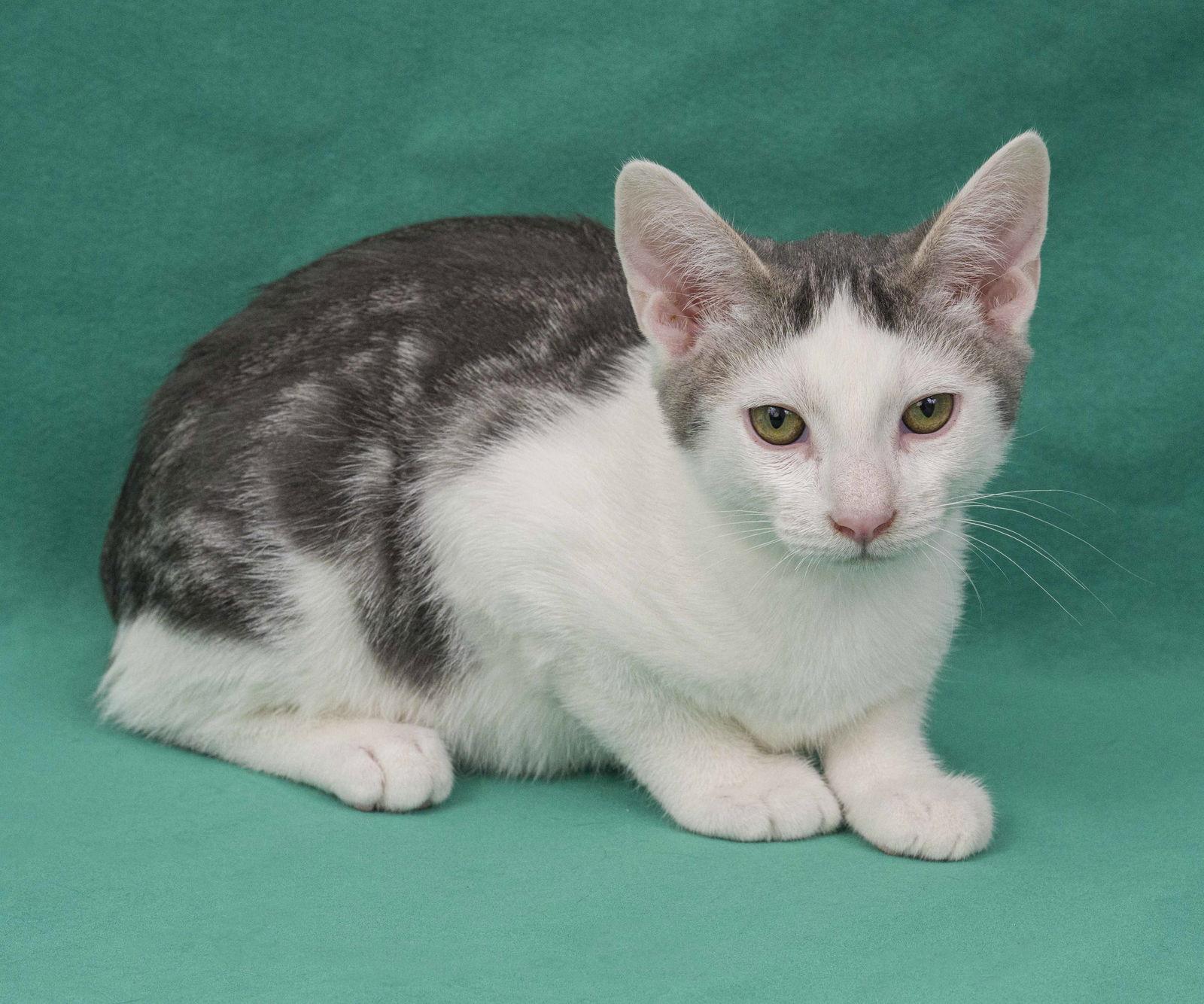 Enlarge Gubbio, a Adoptable Domestic Short Hair in Davis, CA image 2/3