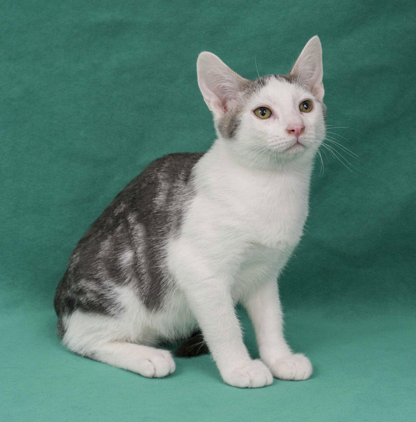 Enlarge Gubbio, a Adoptable Domestic Short Hair in Davis, CA image 3/3