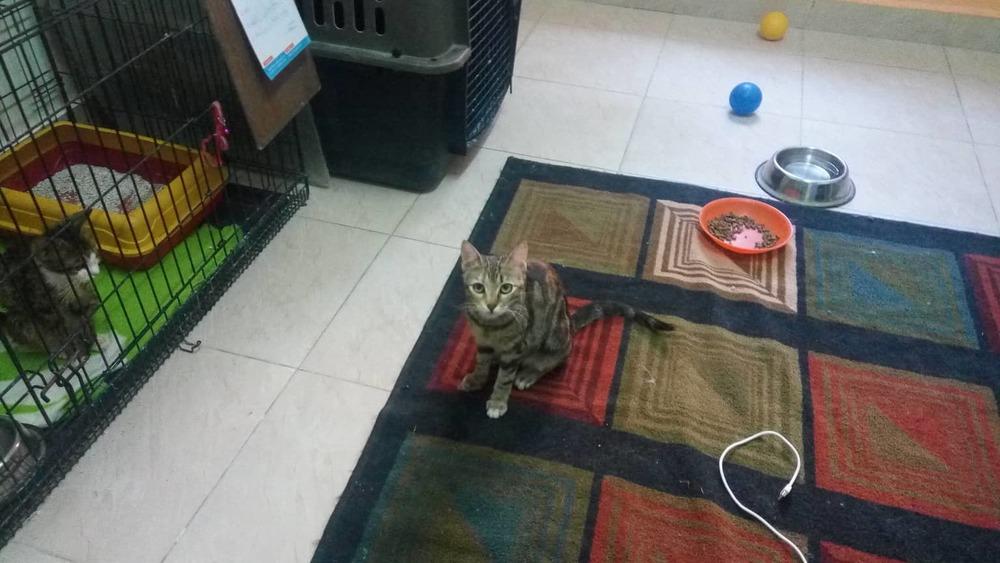 Onion, Adopted, Young Female Egyptian Mau.