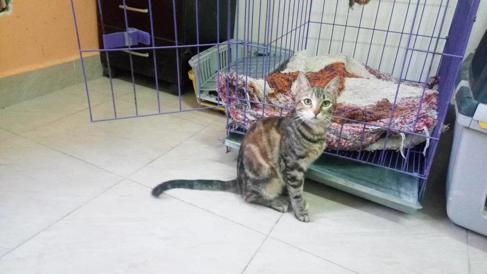 Enlarge Onion, a Adopted Egyptian Mau in WOLCOTT, CT image 2/5