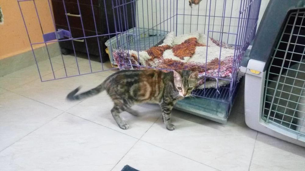 Enlarge Onion, a Adopted Egyptian Mau in WOLCOTT, CT image 3/5