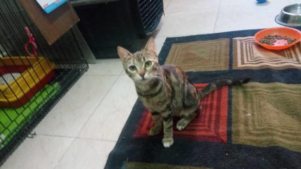 Enlarge Onion, a Adopted Egyptian Mau in WOLCOTT, CT image 4/5