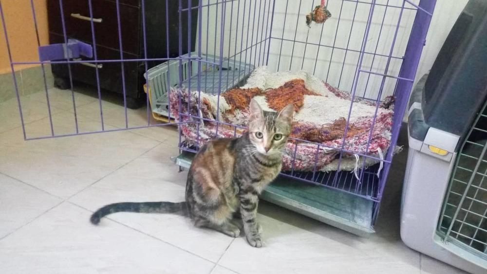 Enlarge Onion, a Adopted Egyptian Mau in WOLCOTT, CT image 5/5