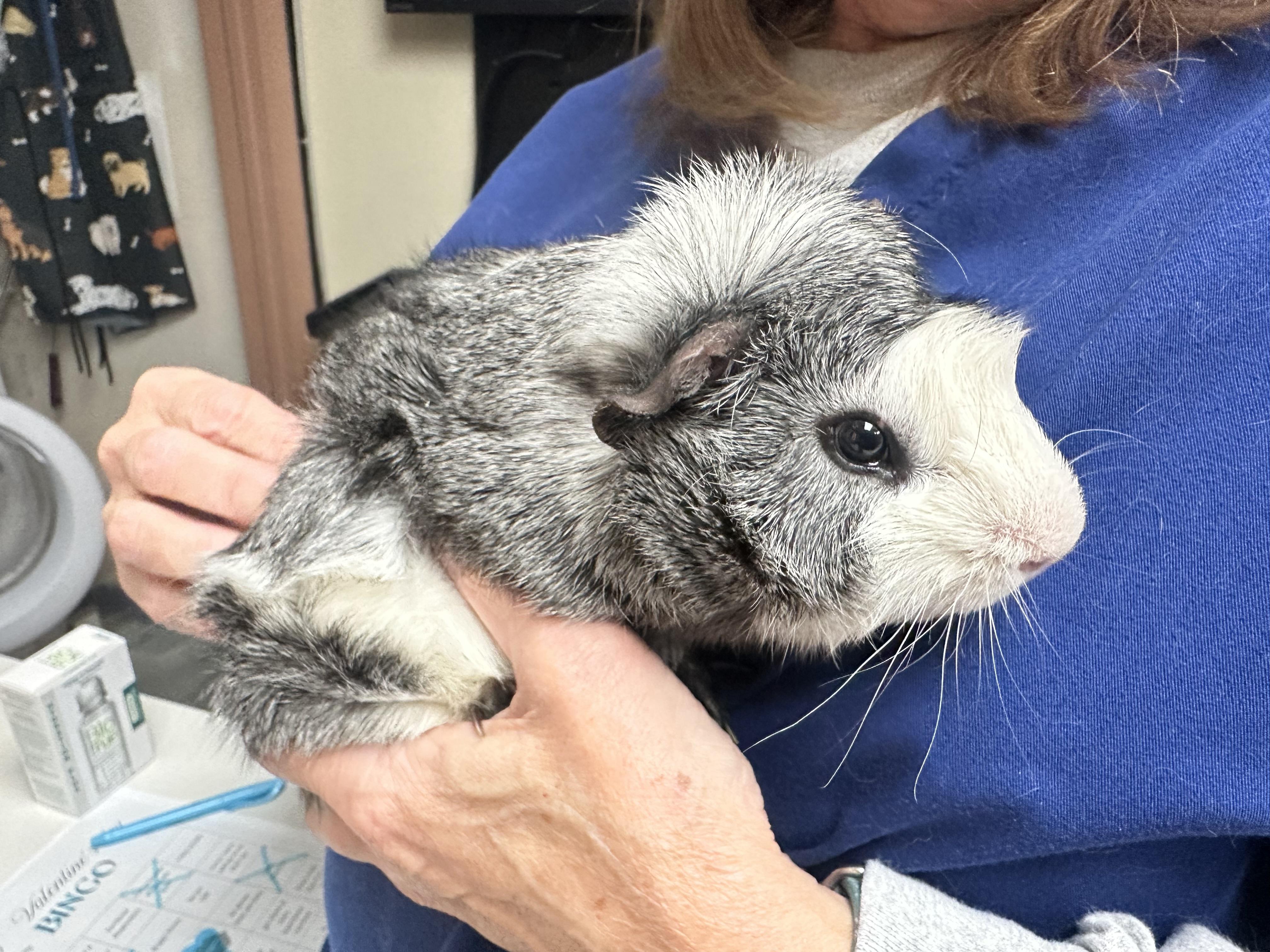Ice Man (Bonded with Slider), ADOPTABLE, Adult Male Guinea Pig.