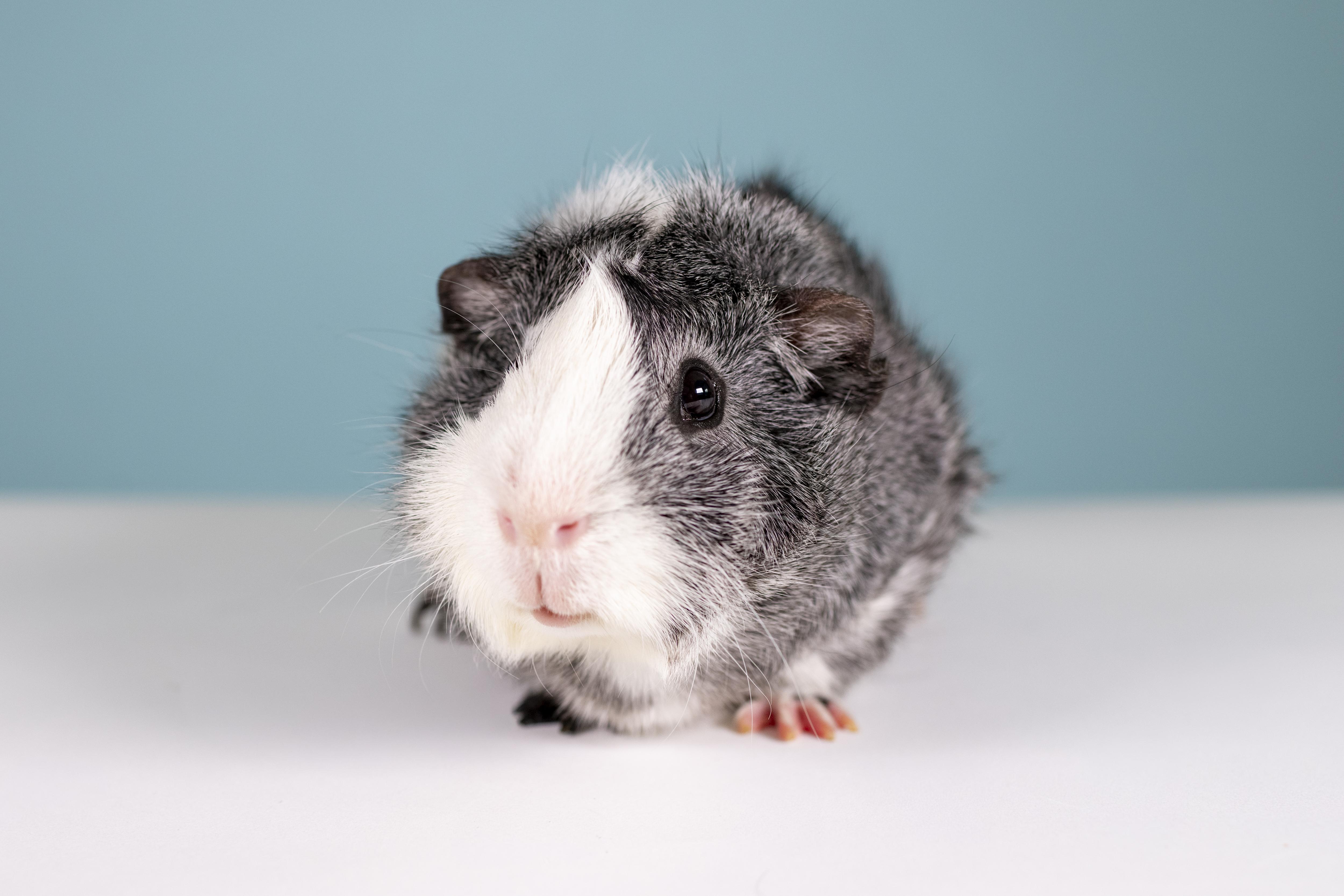 Enlarge Ice Man (Bonded with Slider), a ADOPTABLE Guinea Pig in Frederick, MD image 2/3