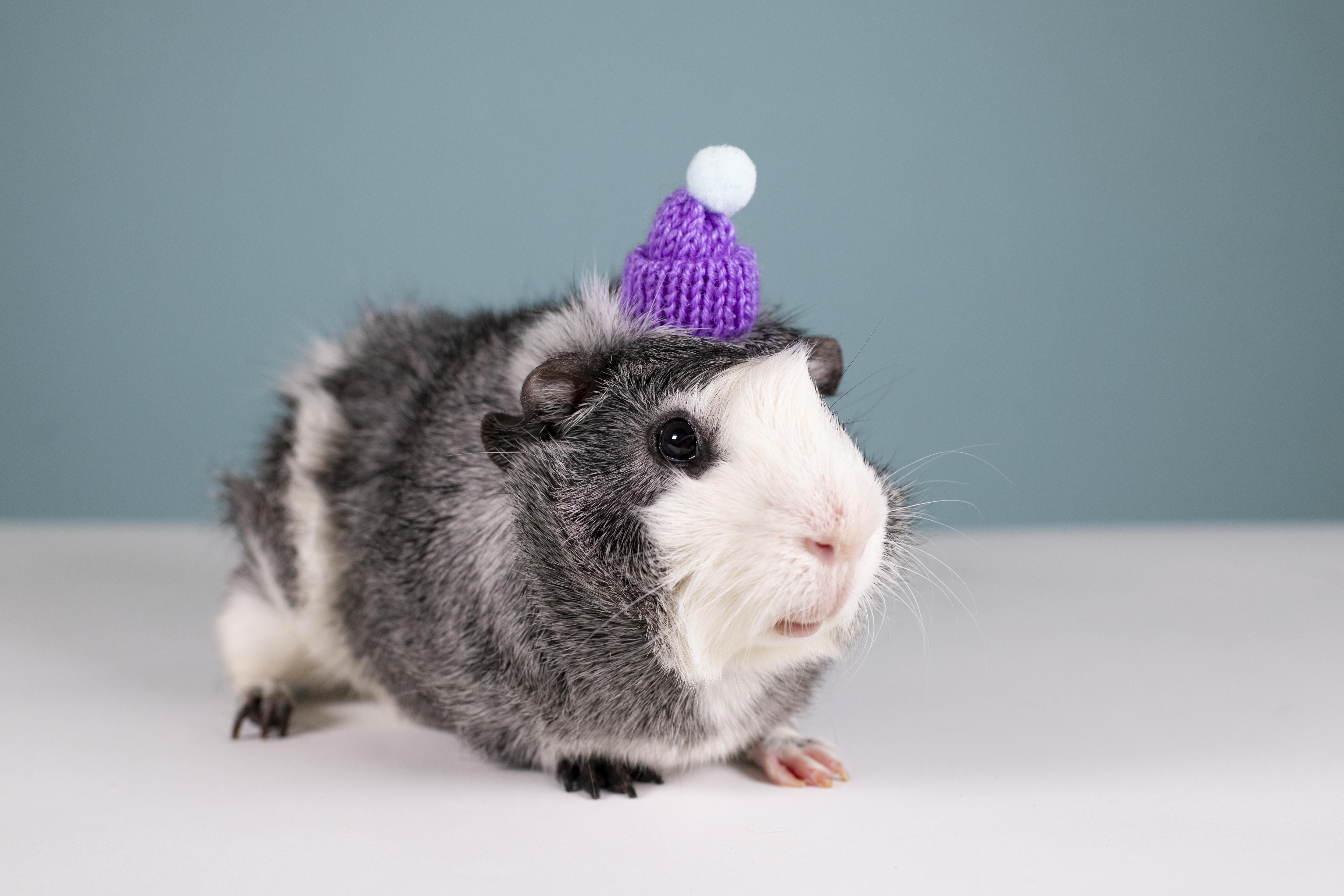 Enlarge Ice Man (Bonded with Slider), a ADOPTABLE Guinea Pig in Frederick, MD image 1/3