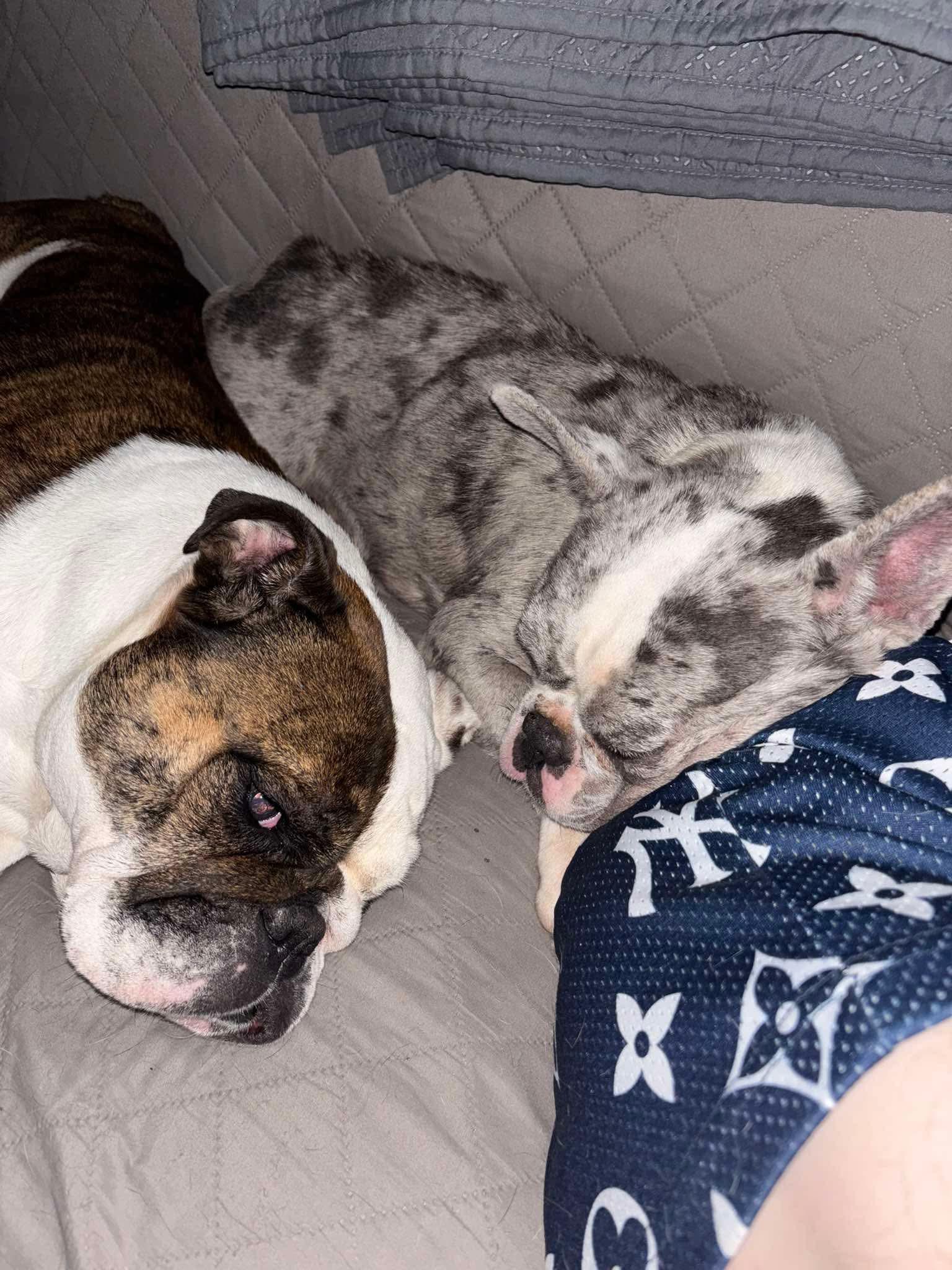 Enlarge Stormi (Bryana - Fostered in TN), an adopted French Bulldog in Brighton, TN image 4/6
