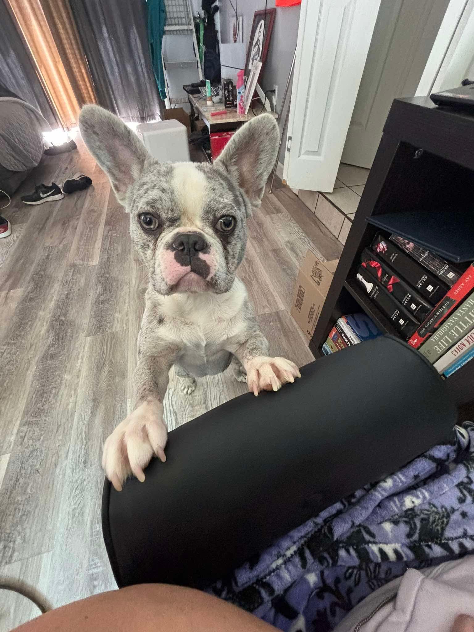 Enlarge Stormi (Bryana - Fostered in TN), an adopted French Bulldog in Brighton, TN image 2/6