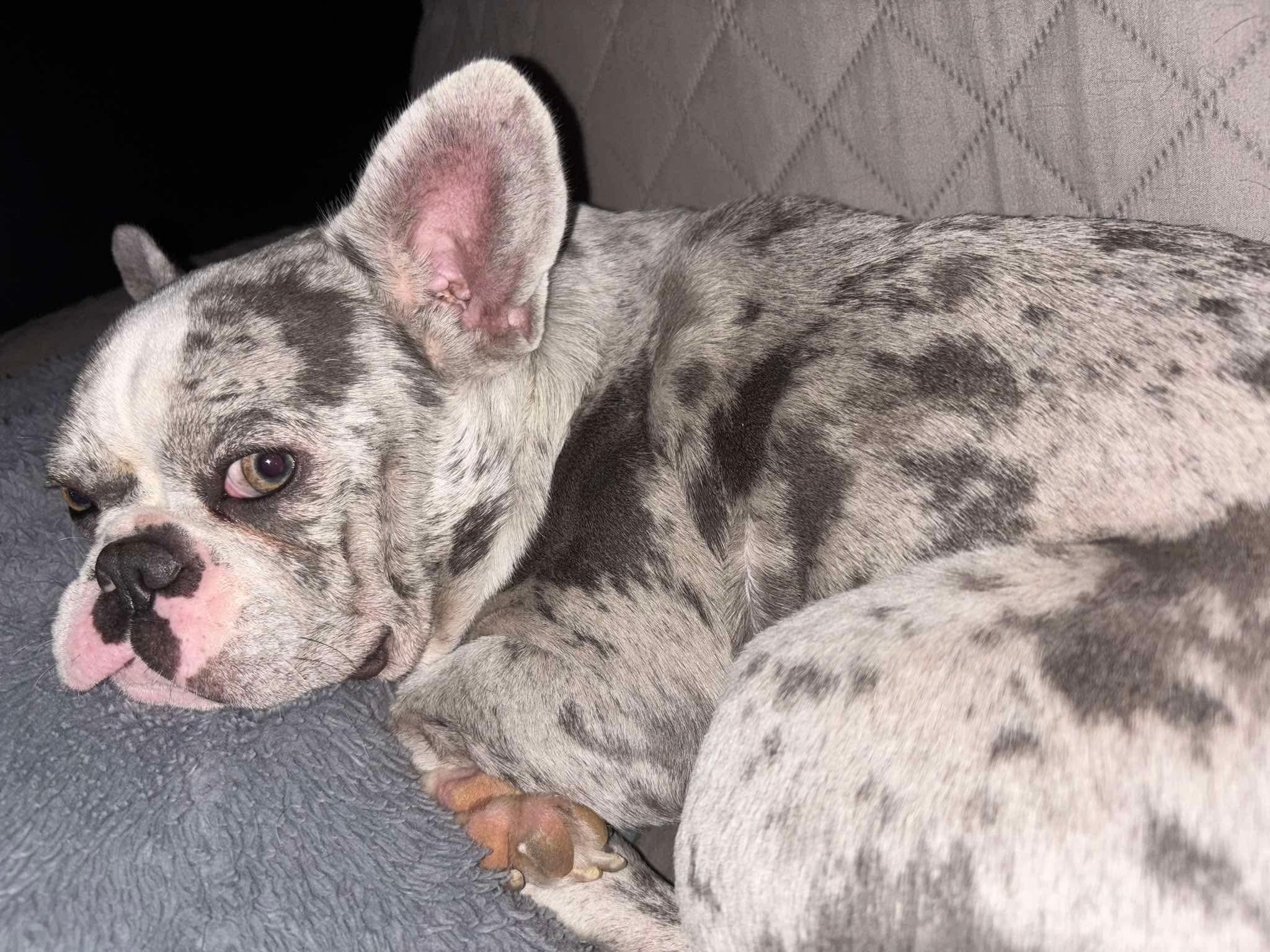 Enlarge Stormi (Bryana - Fostered in TN), an adopted French Bulldog in Brighton, TN image 3/6