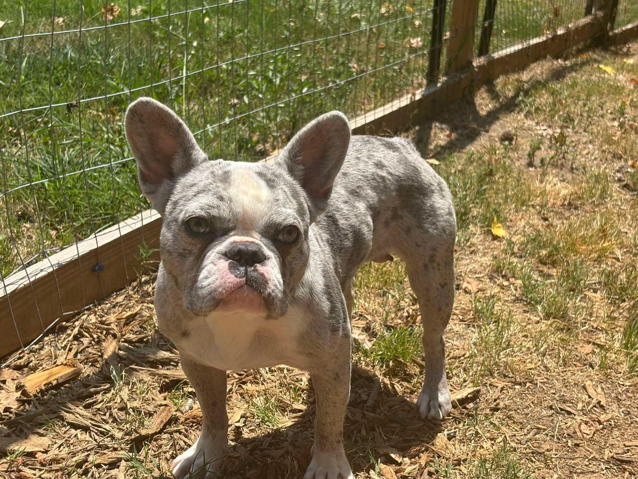 Enlarge Stormi (Bryana - Fostered in TN), an adopted French Bulldog in Brighton, TN image 5/6