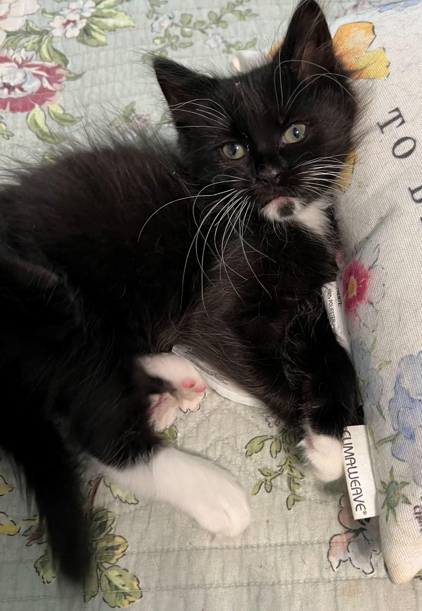 Baby Boots 321388410, Adopted, Kitten Female Domestic Short Hair.