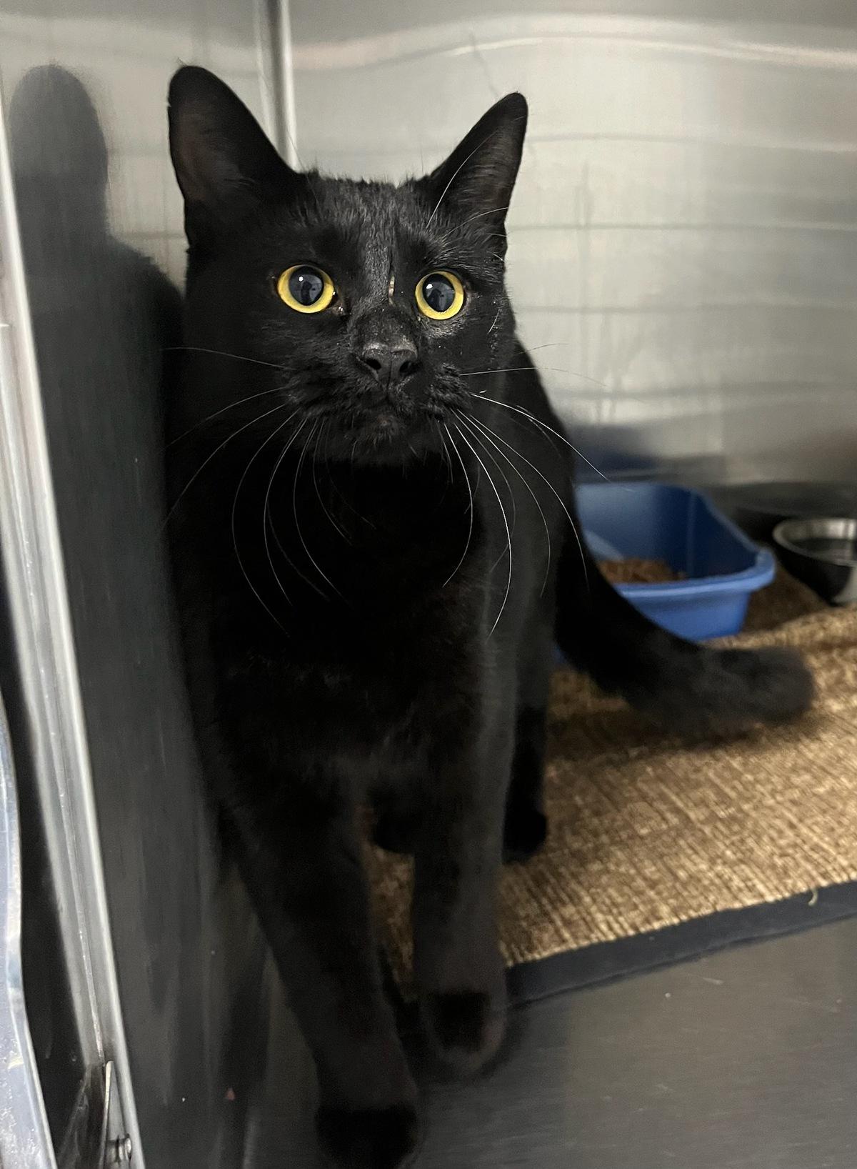 Tripper, an adoptable Domestic Short Hair in wetaskiwin, AB, t9a 2j4 | Photo Image 1