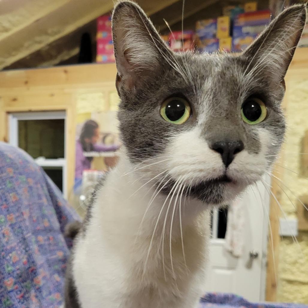 Leo, a Adoptable Domestic Short Hair in Flower Mound, TX image 1/4