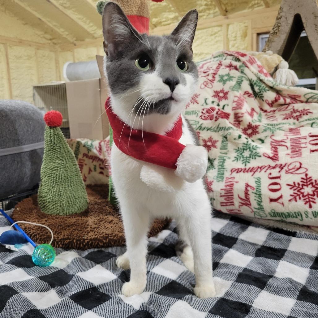 Leo, a Adoptable Domestic Short Hair in Flower Mound, TX image 4/4