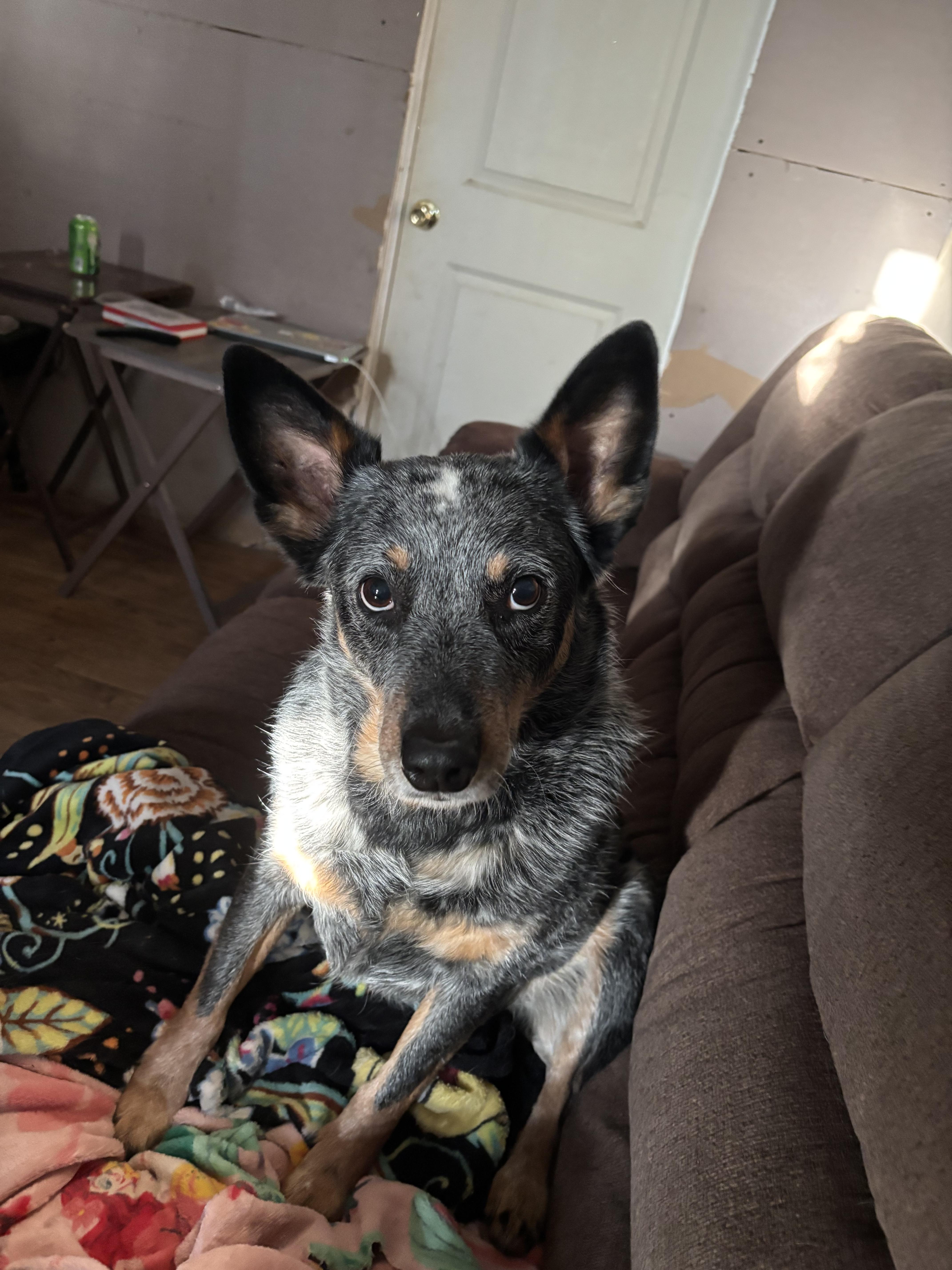 Enlarge Ozzy, a ADOPTABLE Australian Cattle Dog / Blue Heeler in Hempstead, NY image 3/4
