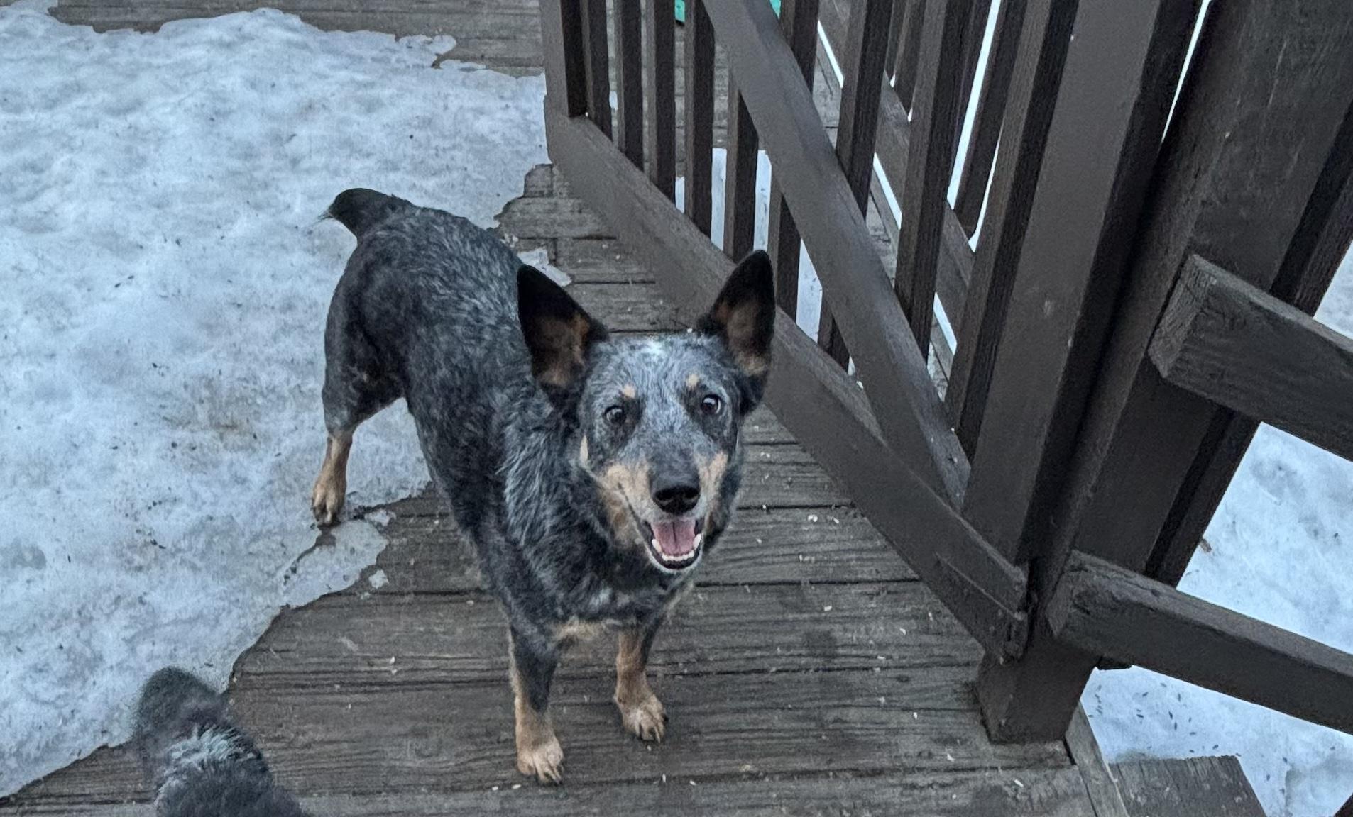Enlarge Ozzy, a ADOPTABLE Australian Cattle Dog / Blue Heeler in Hempstead, NY image 1/4