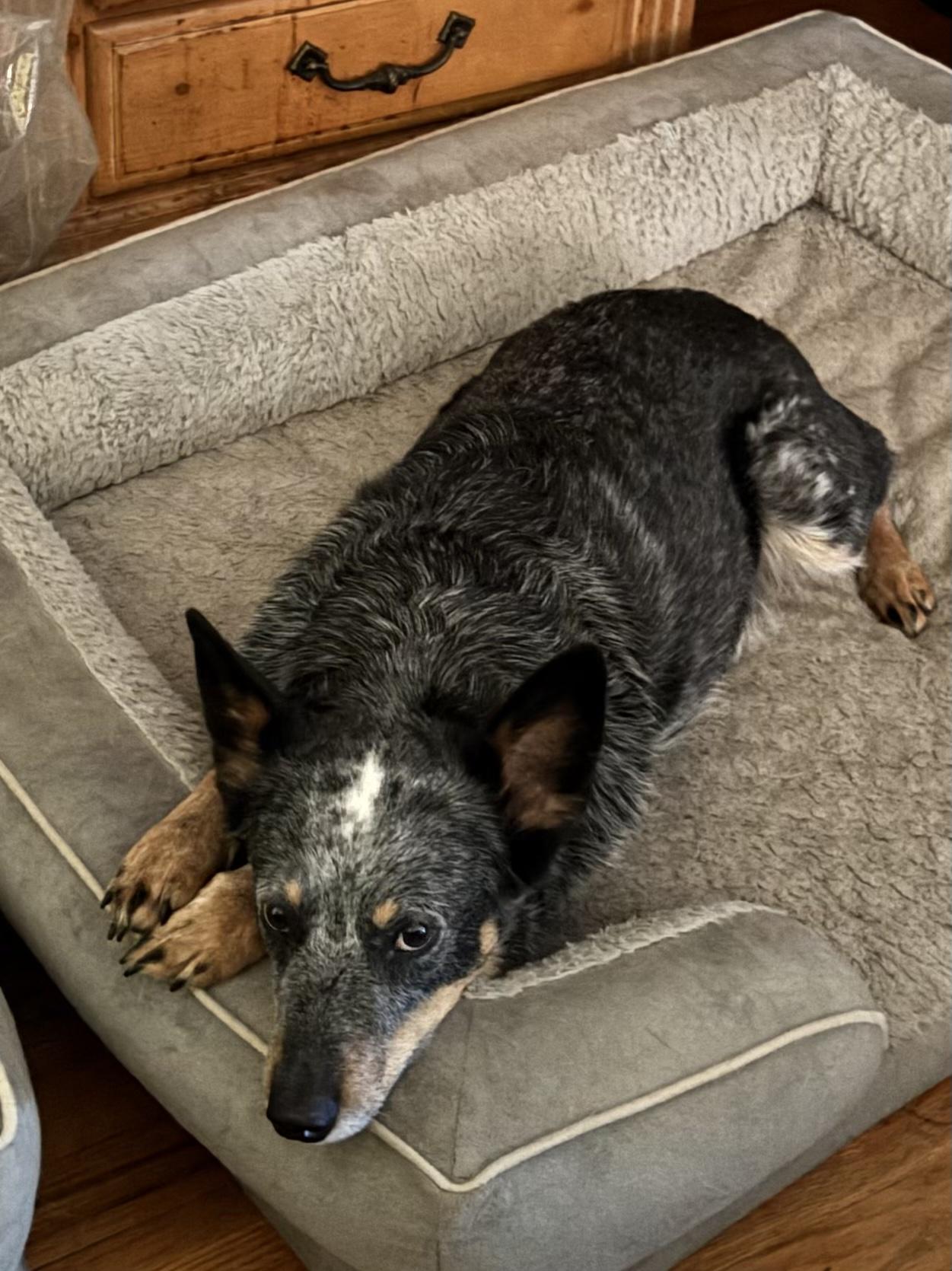 Enlarge Ozzy, a ADOPTABLE Australian Cattle Dog / Blue Heeler in Hempstead, NY image 2/4