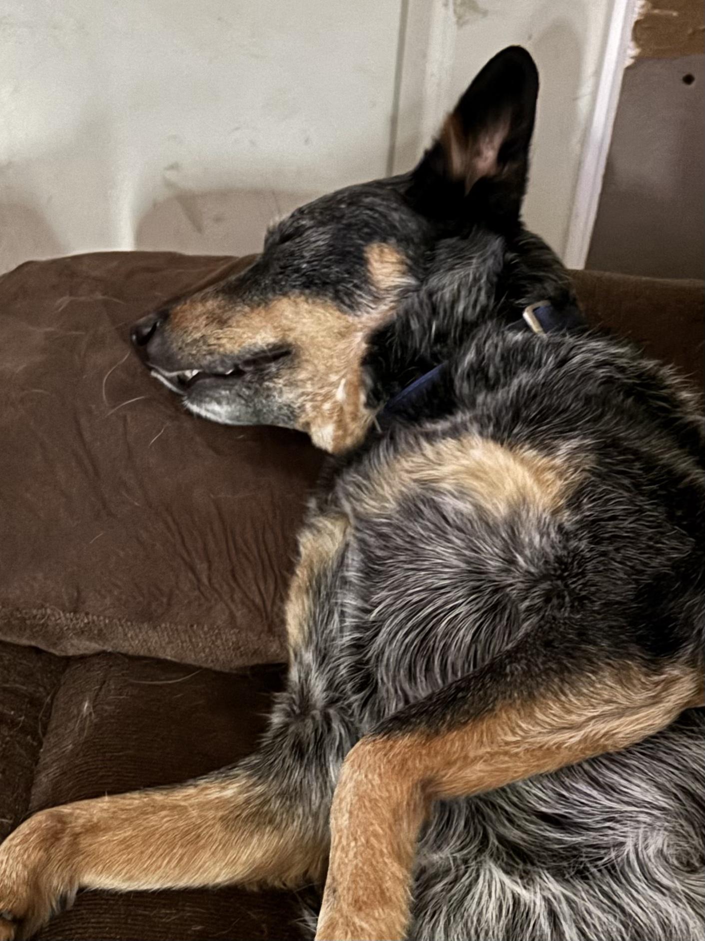 Enlarge Ozzy, a ADOPTABLE Australian Cattle Dog / Blue Heeler in Hempstead, NY image 4/4