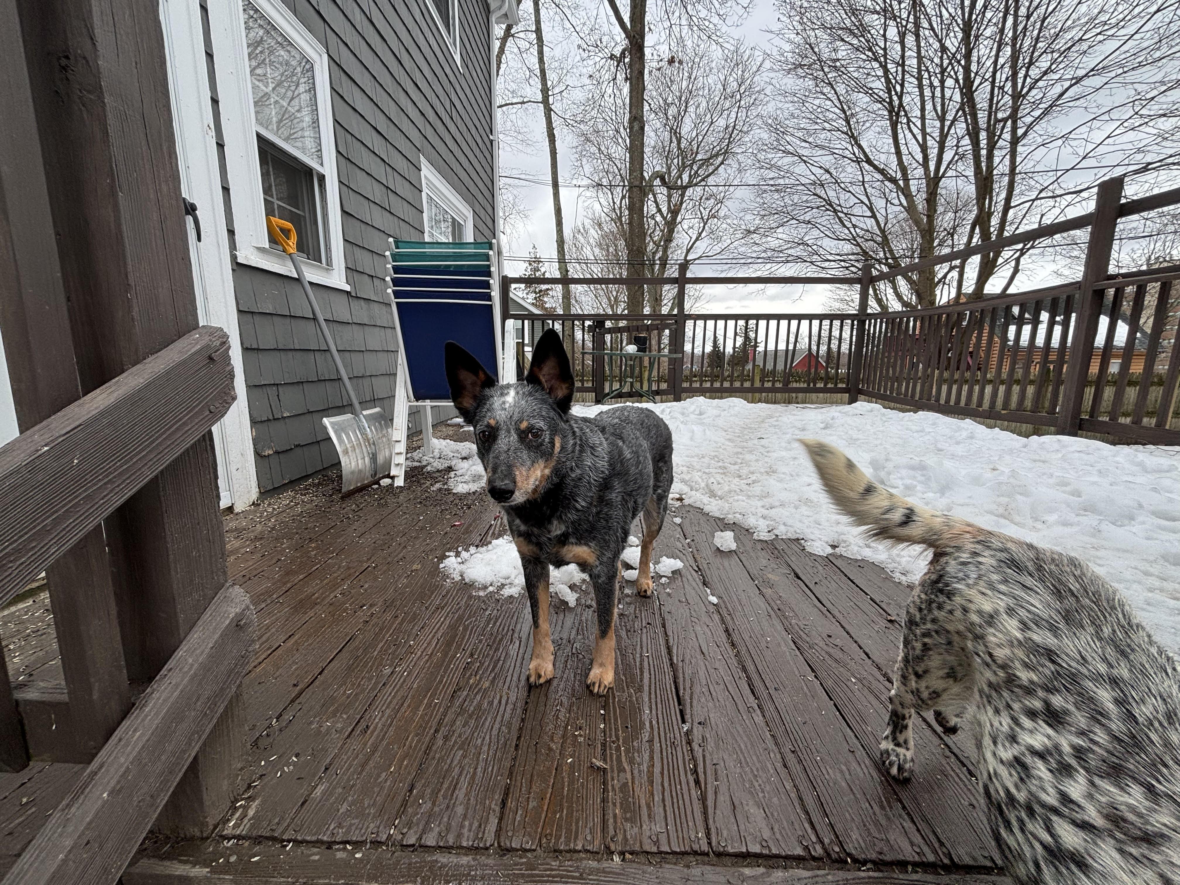 Enlarge Ozzy, a ADOPTABLE Australian Cattle Dog / Blue Heeler in Riverside, RI image 3/3