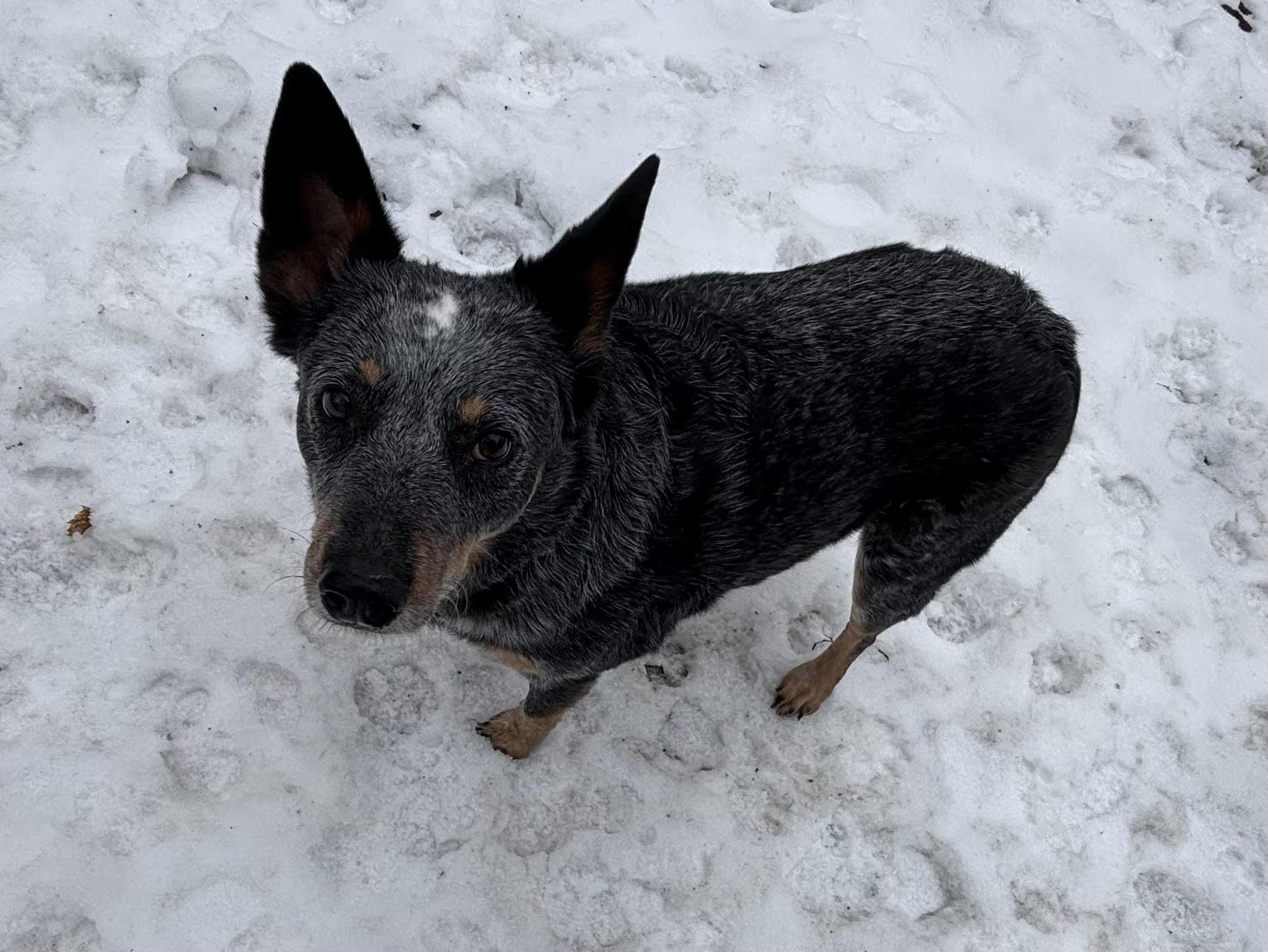 Ozzy, ADOPTABLE, Adult Male Australian Cattle Dog / Blue Heeler.