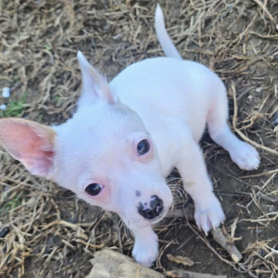 Enlarge Caleb Furnell, a Adoptable Chihuahua in Fredericksburg, VA image 1/3