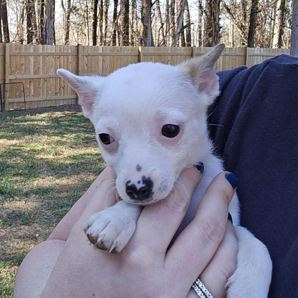 Enlarge Caleb Furnell, a Adoptable Chihuahua in Fredericksburg, VA image 2/3