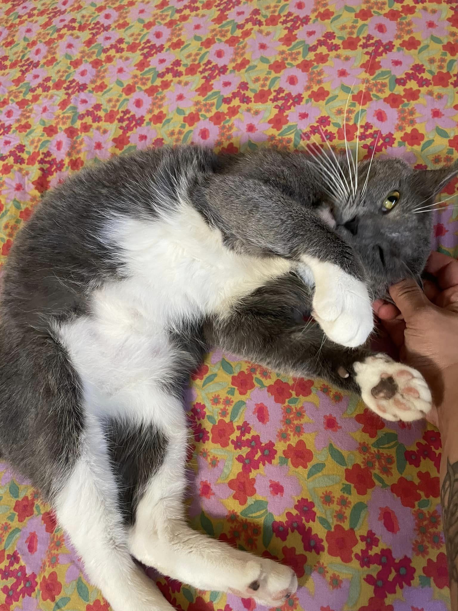 Enlarge Nevermore, a Adoptable Domestic Short Hair in Colorado Springs, CO image 2/6