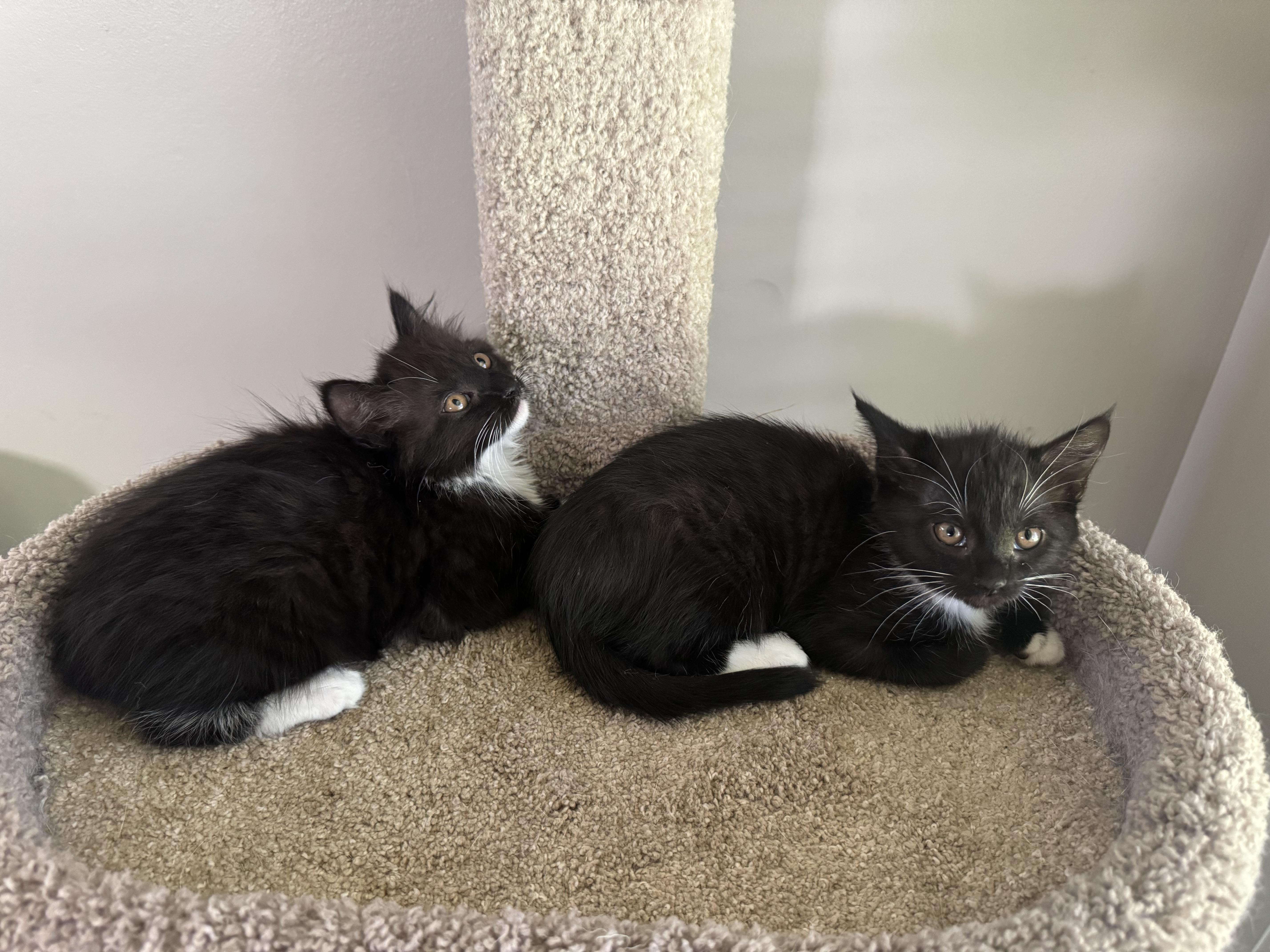 Faline, a Adoptable Domestic Medium Hair in Little River, SC image 2/3