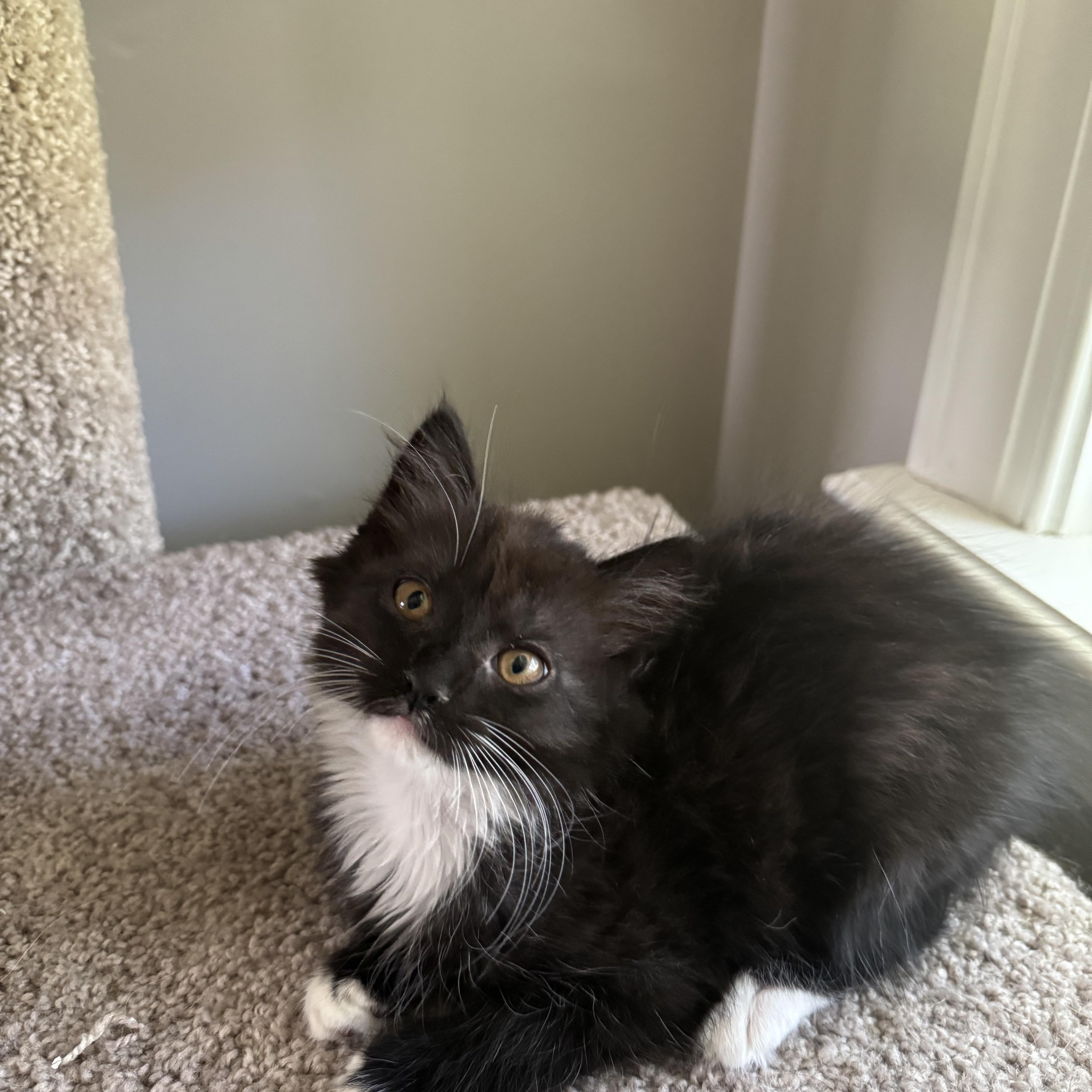 Faline, a Adoptable Domestic Medium Hair in Little River, SC image 3/3