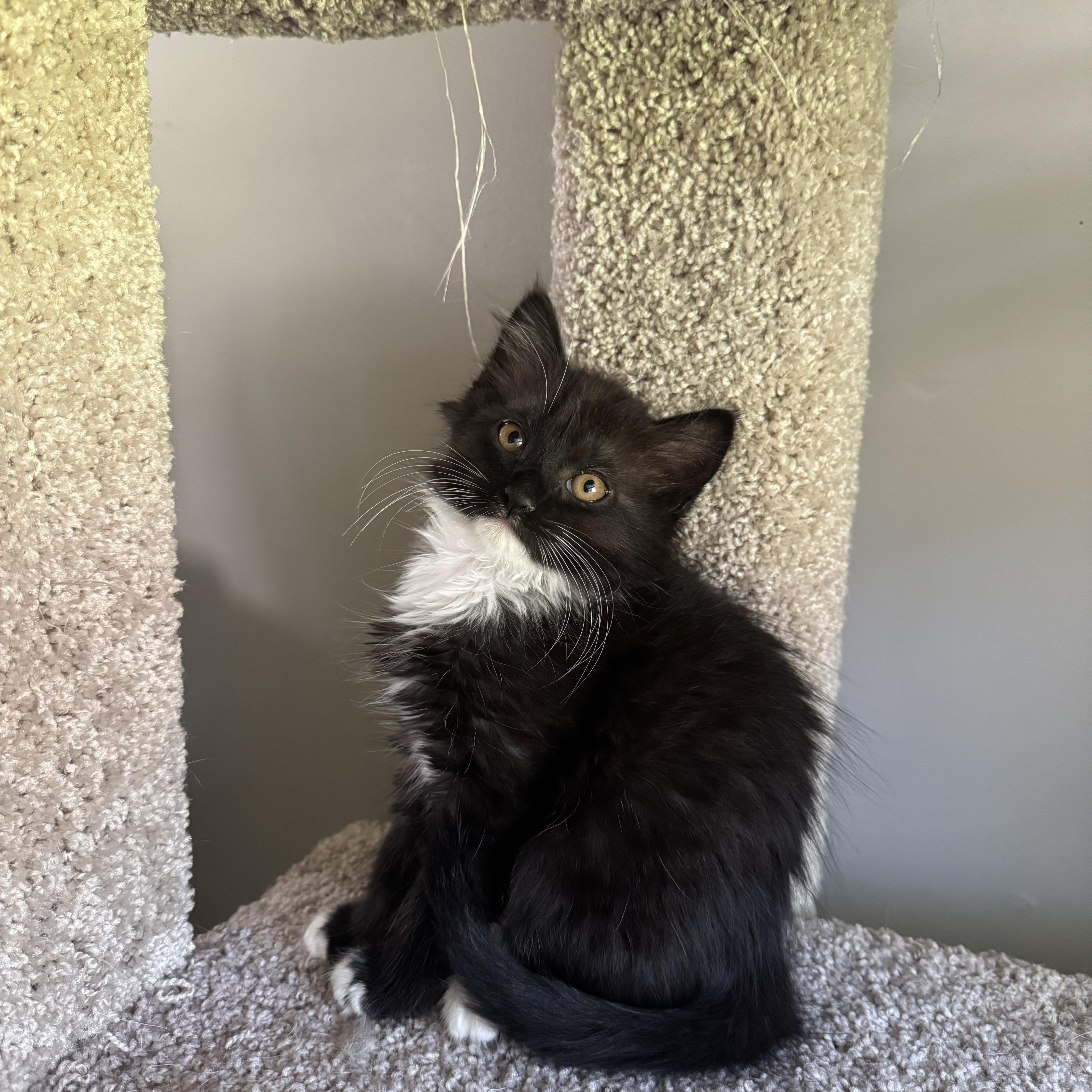 Faline, a Adoptable Domestic Medium Hair in Little River, SC image 1/3