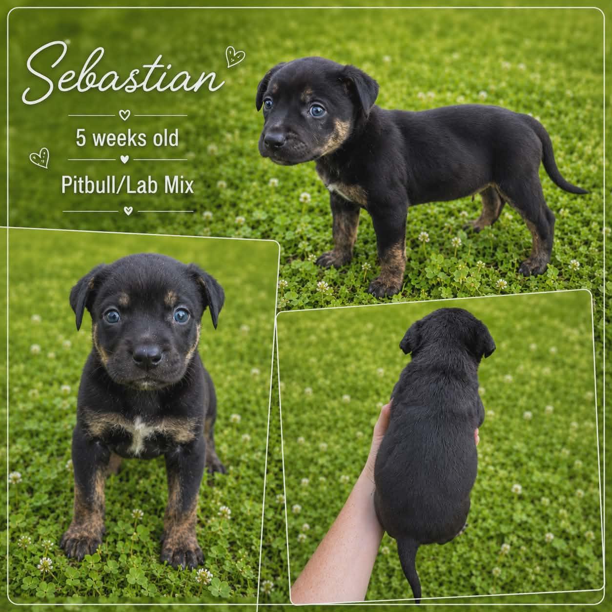 Enlarge Sebastian, a ADOPTABLE mixed breed in Chickamauga, GA image 2/5