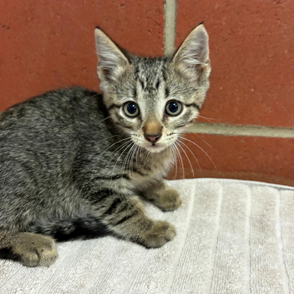 Bear, Adoptable, Kitten Male Domestic Short Hair.