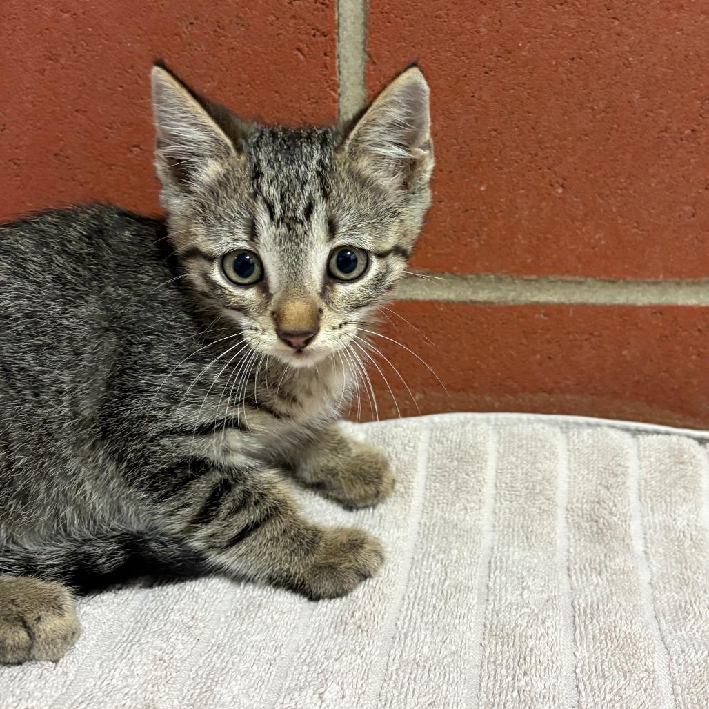 Enlarge Bear, a Adoptable Domestic Short Hair in Cabot, AR image 2/2