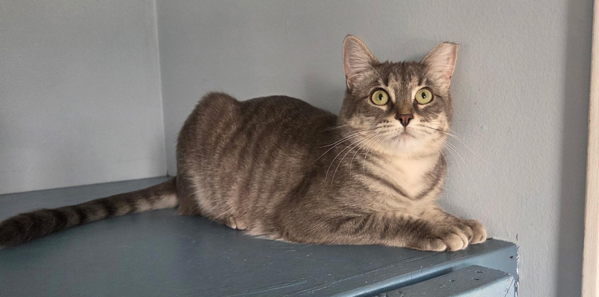 Athena, Adoptable, Young Female Tiger.