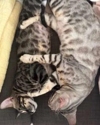 Enlarge Juniper and Hazel, a Adoptable Bengal in Cambridge, ON image 2/3