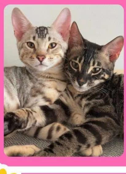 Enlarge Juniper and Hazel, a Adoptable Bengal in Cambridge, ON image 1/3