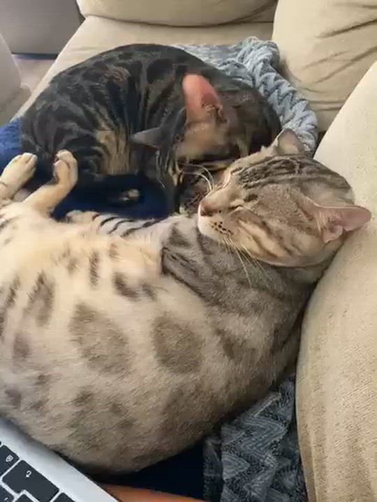 Enlarge Juniper and Hazel, a Adoptable Bengal in Cambridge, ON video 3/3