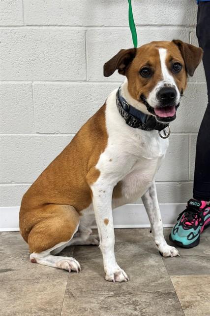 Enlarge LYNEY, a Adoptable mixed breed in Cookeville, TN image 1/1