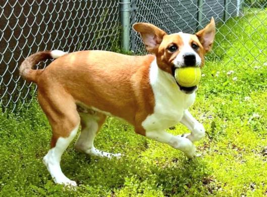 LYNEY, Adoptable, Adult Male Labrador Retriever & Foxhound.